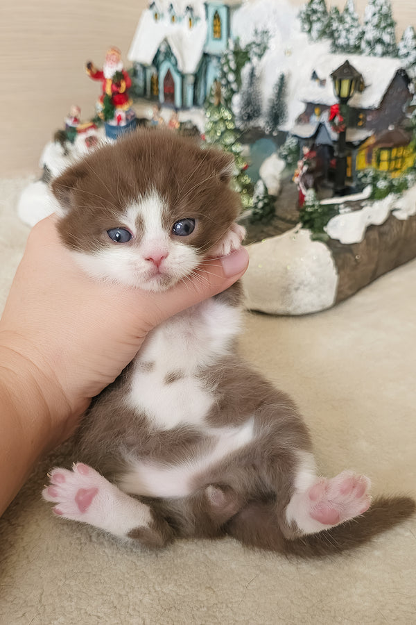 Unikum | British Shorthair Kitten