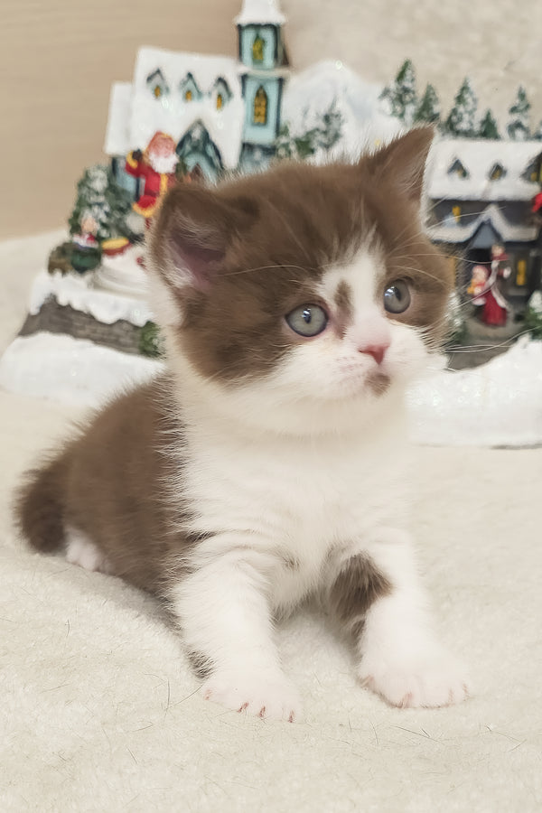 Unikum | British Shorthair Kitten