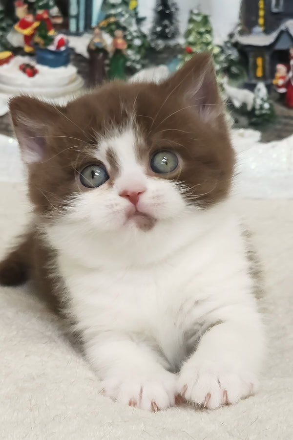 Unikum | British Shorthair Kitten