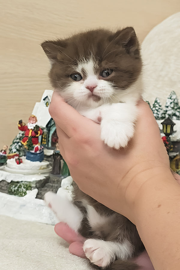 Unikum | British Shorthair Kitten