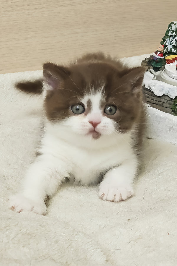 Unikum | British Shorthair Kitten