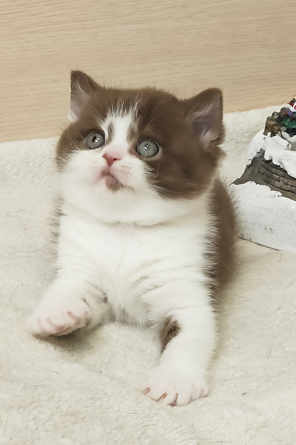 Unikum | British Shorthair Kitten