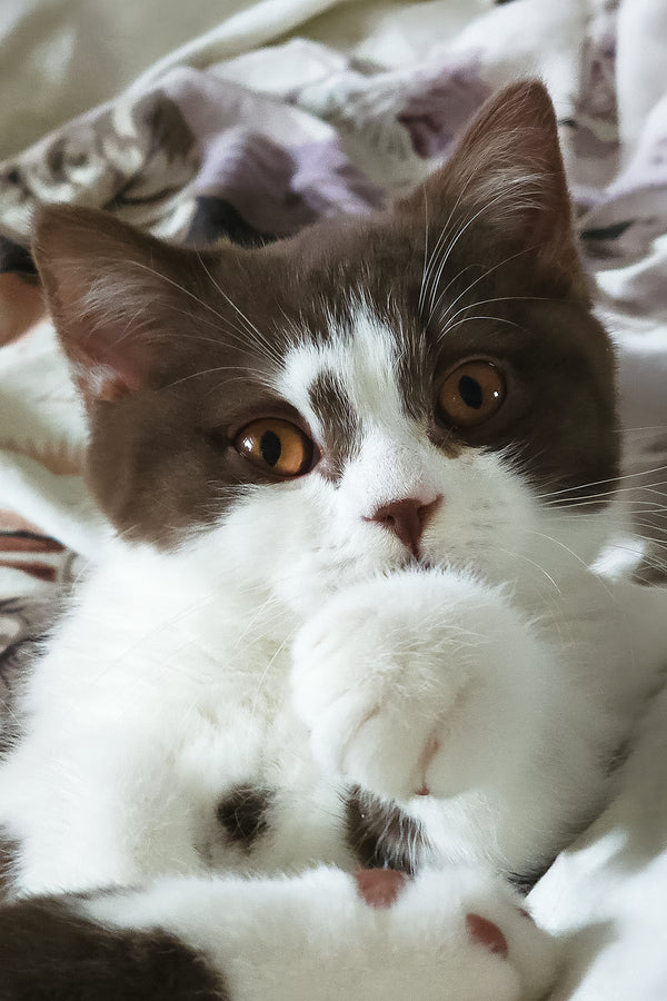 Unikum | British Shorthair Kitten