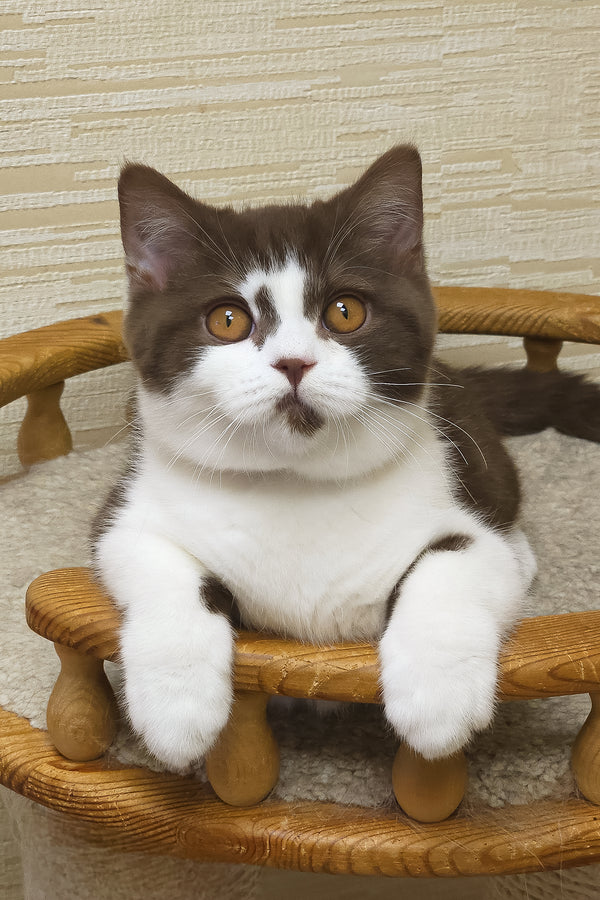 Unikum | British Shorthair Kitten
