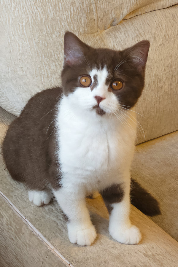 Unikum | British Shorthair Kitten