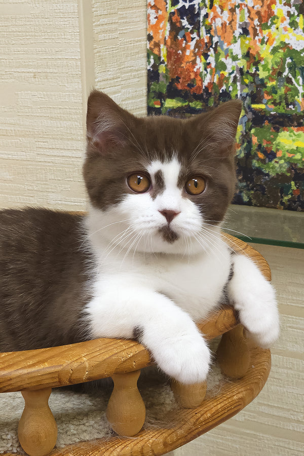 Unikum | British Shorthair Kitten