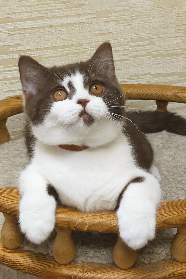 Unikum | British Shorthair Kitten
