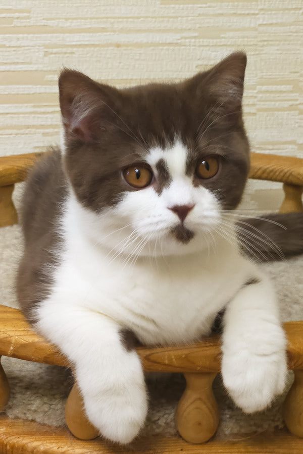 Unikum | British Shorthair Kitten