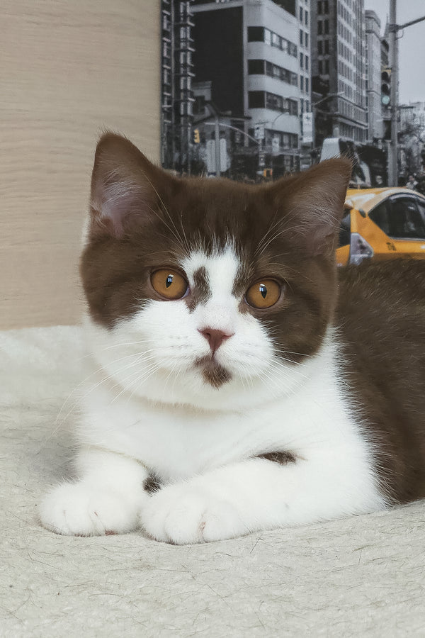 Unikum | British Shorthair Kitten