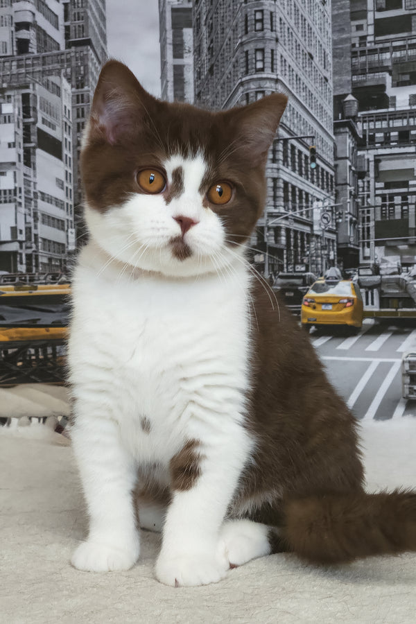 Unikum | British Shorthair Kitten