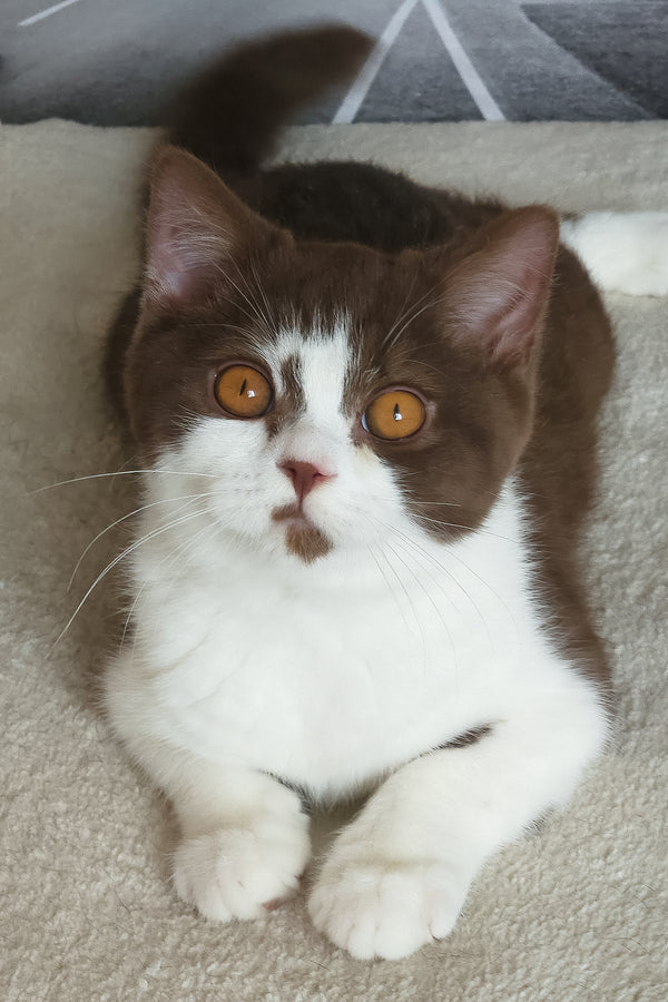 Unikum | British Shorthair Kitten