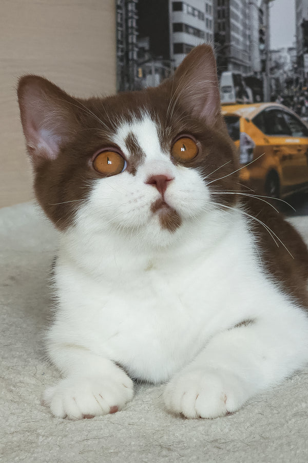 Unikum | British Shorthair Kitten