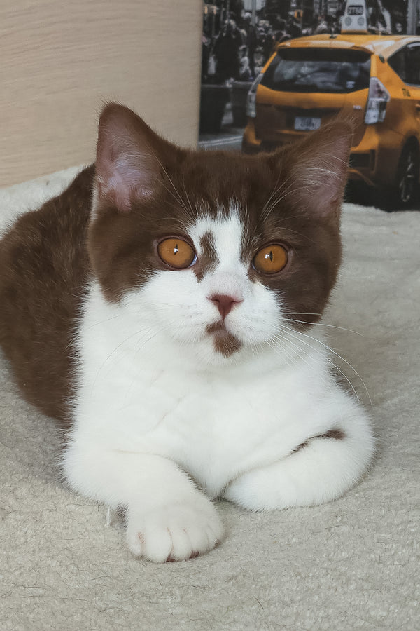 Unikum | British Shorthair Kitten