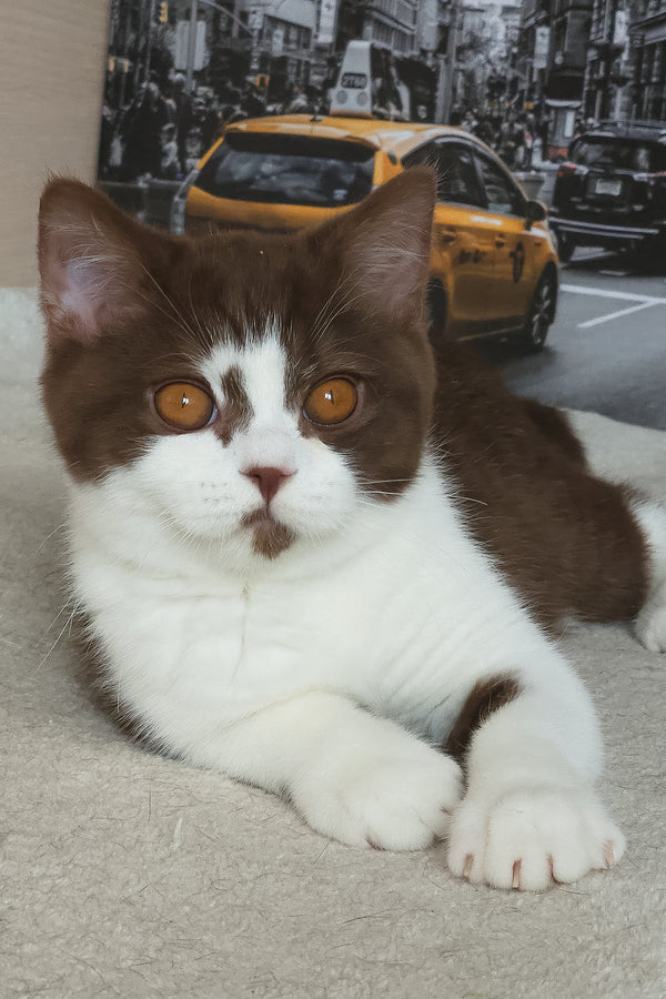 Unikum | British Shorthair Kitten