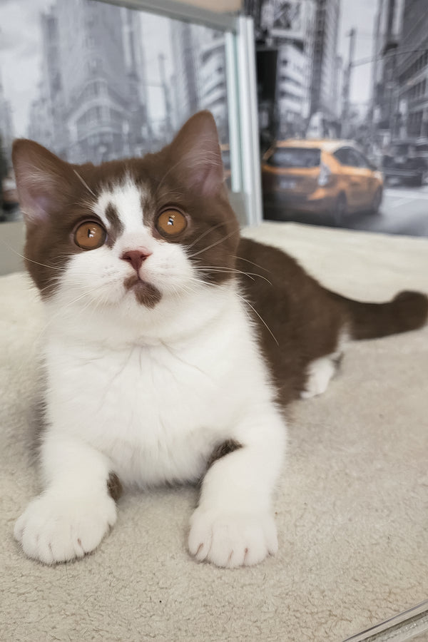 Unikum | British Shorthair Kitten