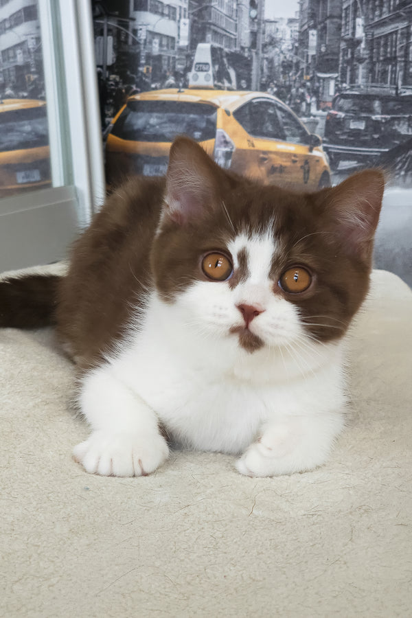 Unikum | British Shorthair Kitten