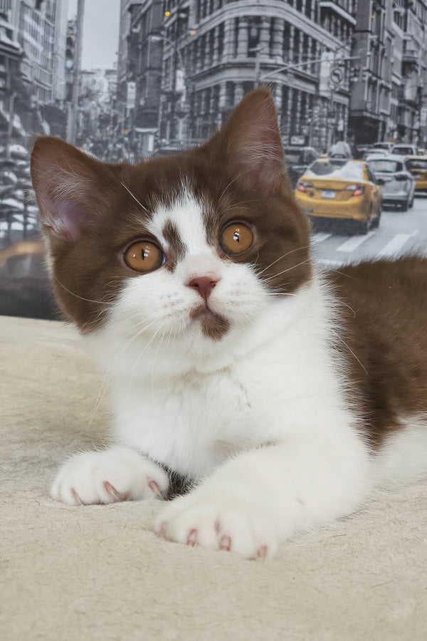 Unikum | British Shorthair Kitten
