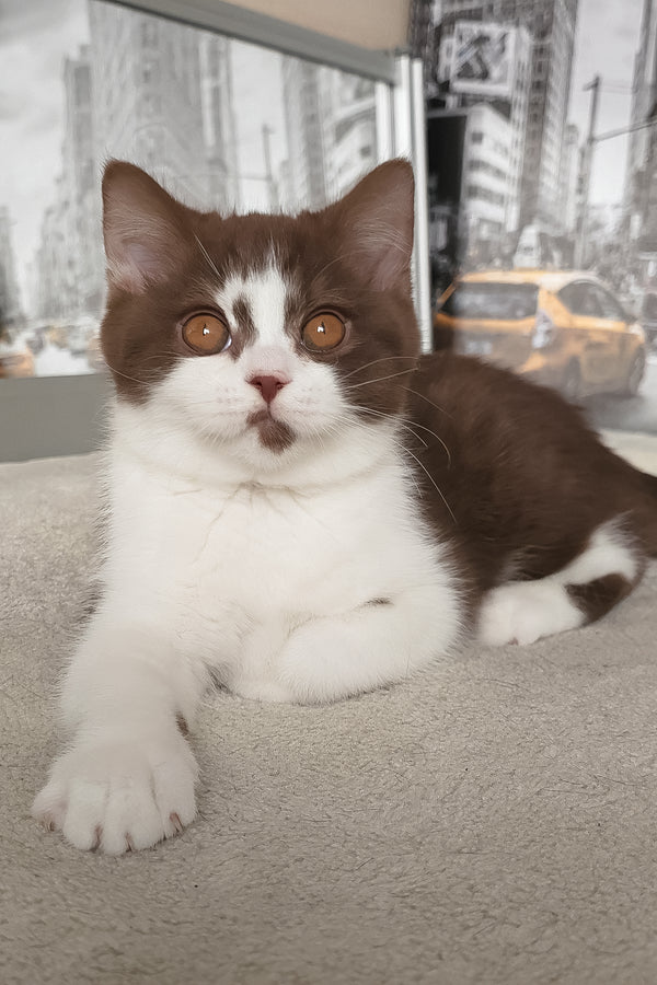 Unikum | British Shorthair Kitten