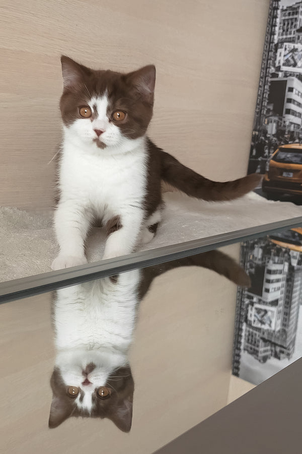 Unikum | British Shorthair Kitten