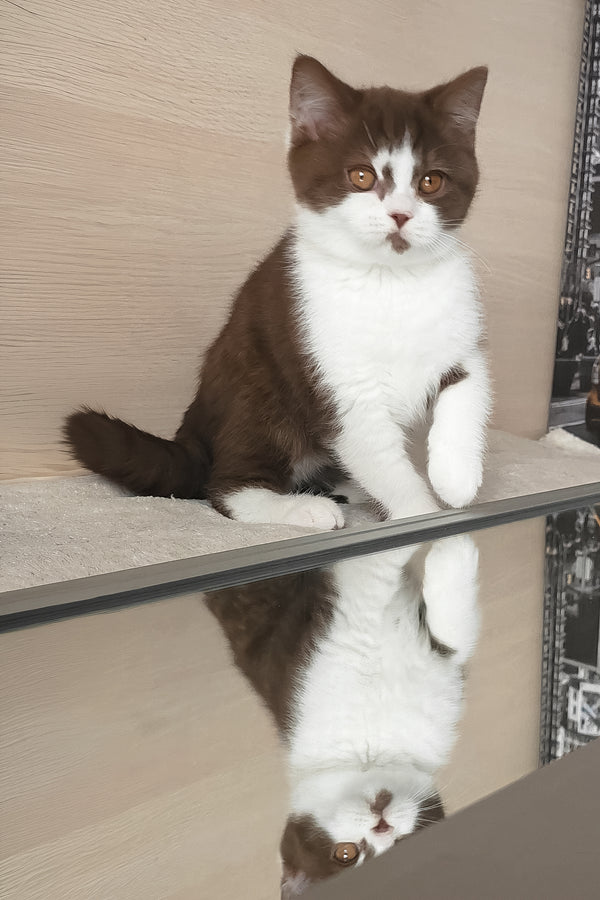 Unikum | British Shorthair Kitten