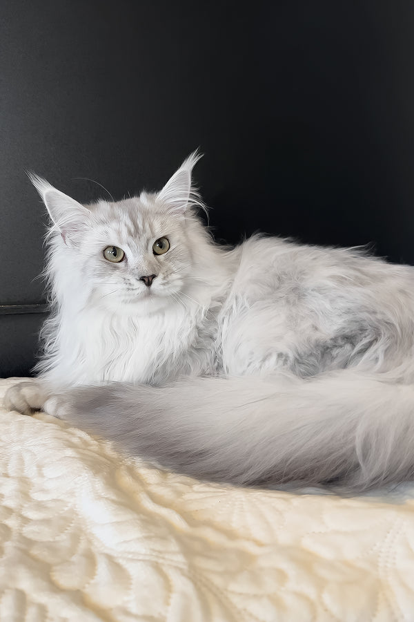 Union | Maine Coon Kitten