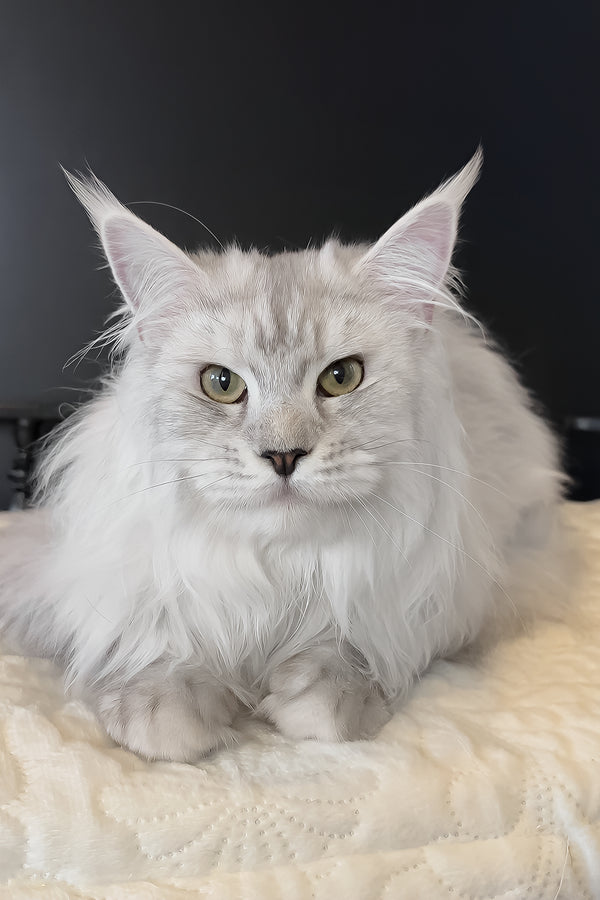 Union | Maine Coon Kitten