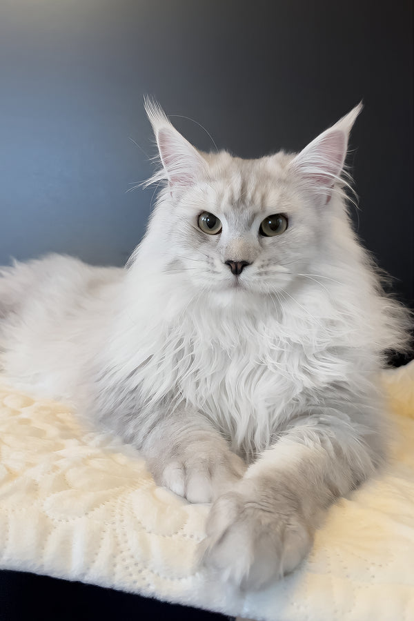 Union | Maine Coon Kitten