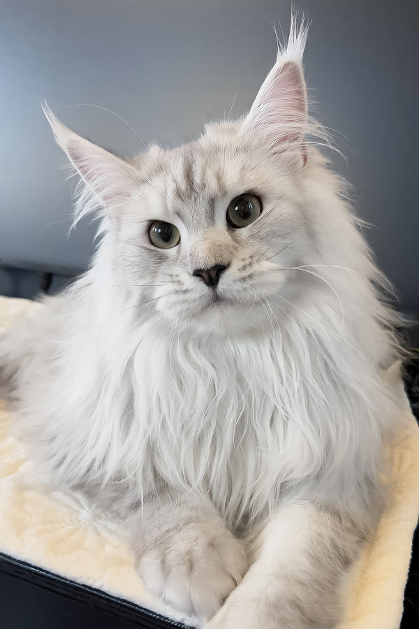 Union | Maine Coon Kitten