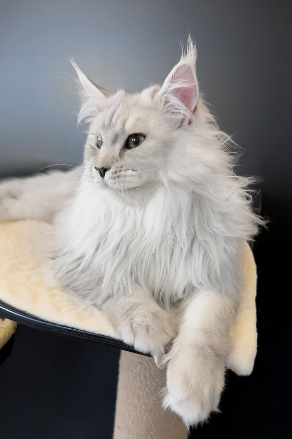 Union | Maine Coon Kitten