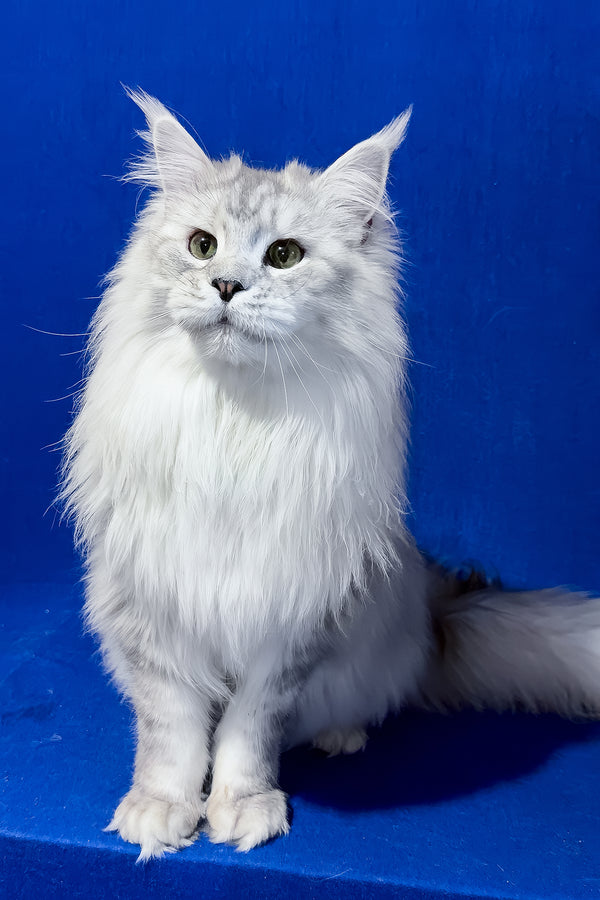 Union | Maine Coon Kitten
