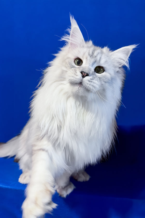 Union | Maine Coon Kitten