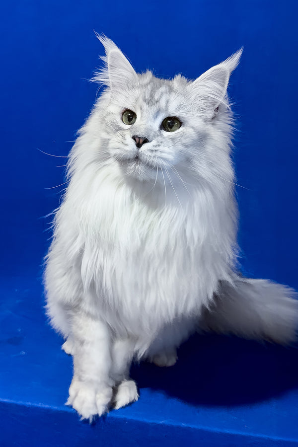 Union | Maine Coon Kitten