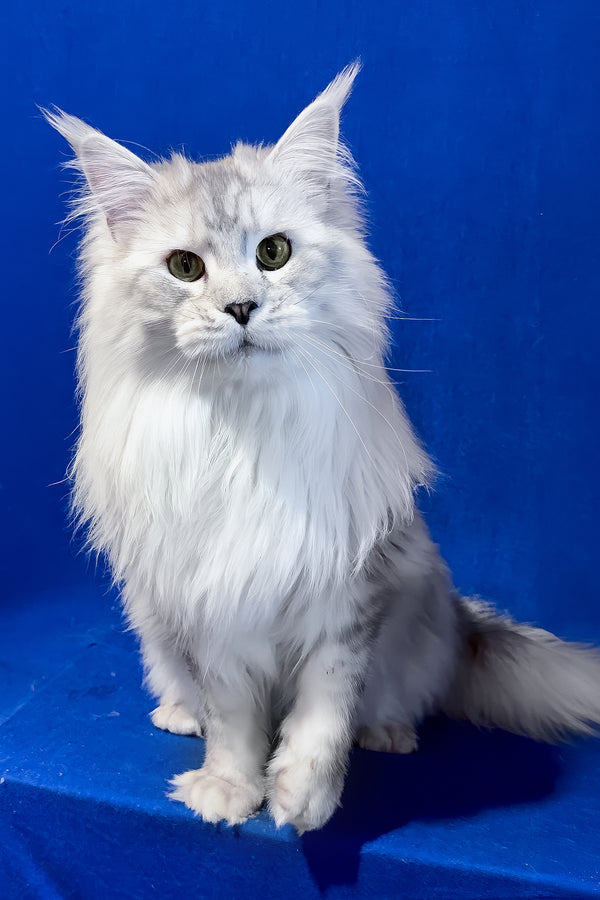 Union | Maine Coon Kitten