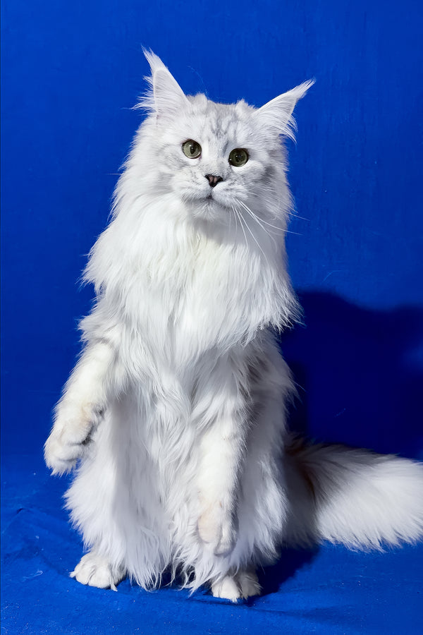 Union | Maine Coon Kitten