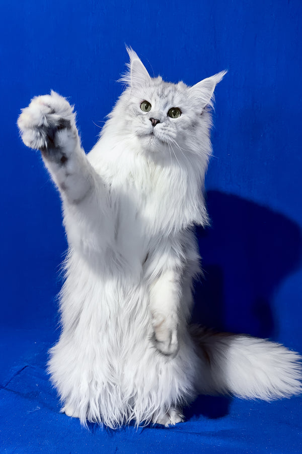 Union | Maine Coon Kitten