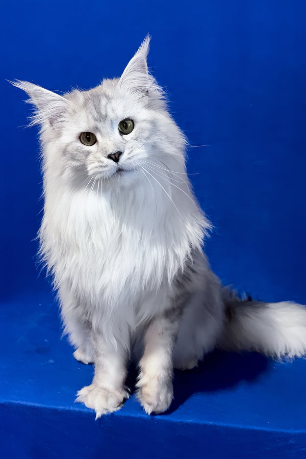 Union | Maine Coon Kitten