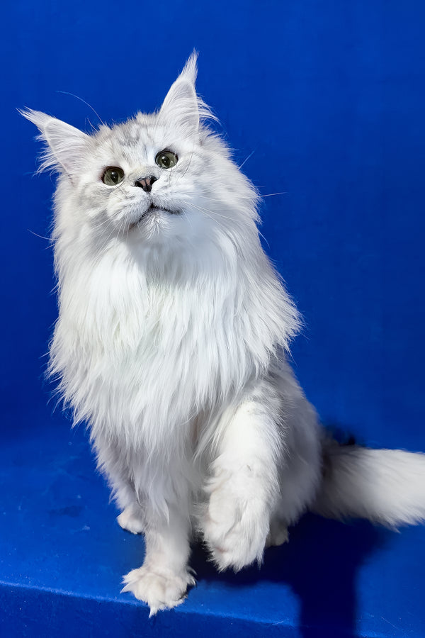 Union | Maine Coon Kitten