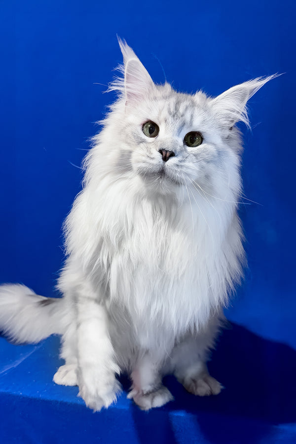Union | Maine Coon Kitten