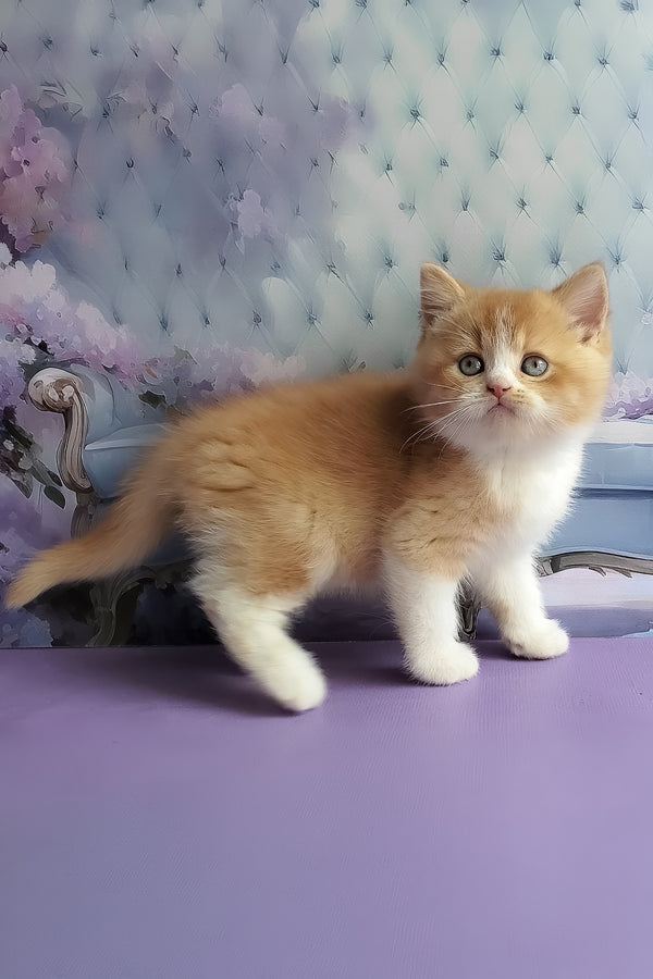 Unique | British Shorthair Kitten