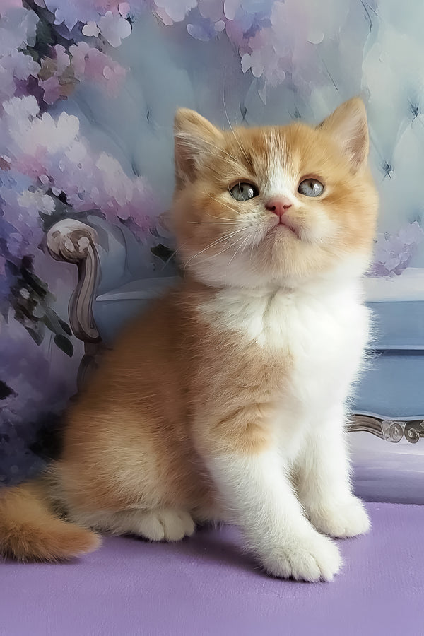 Unique | British Shorthair Kitten
