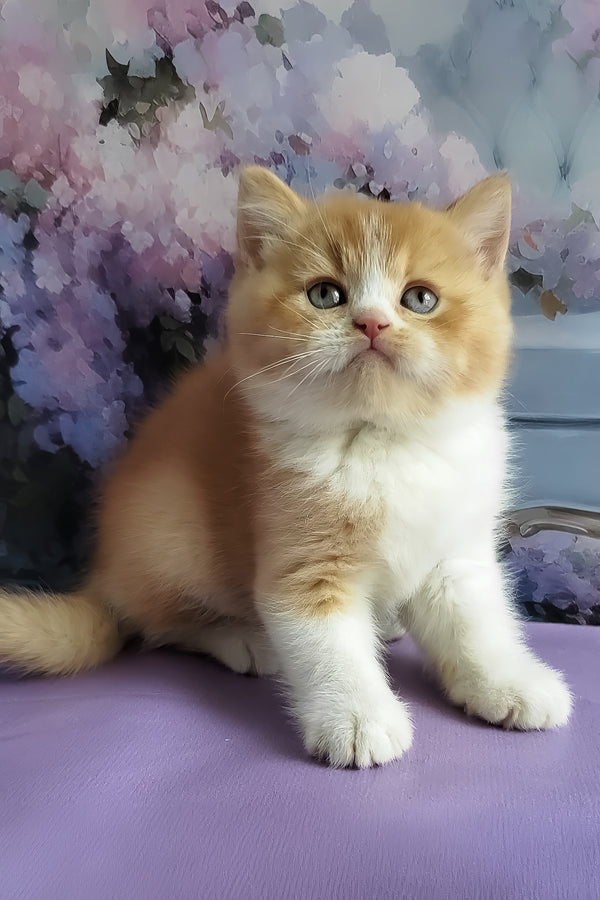 Unique | British Shorthair Kitten