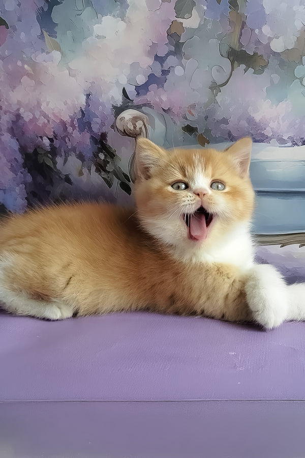 Unique | British Shorthair Kitten