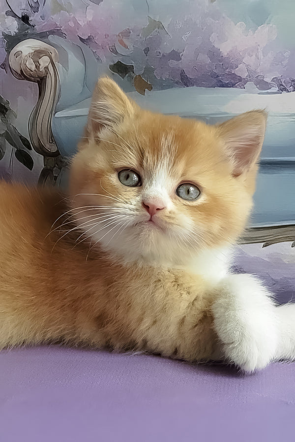 Unique | British Shorthair Kitten