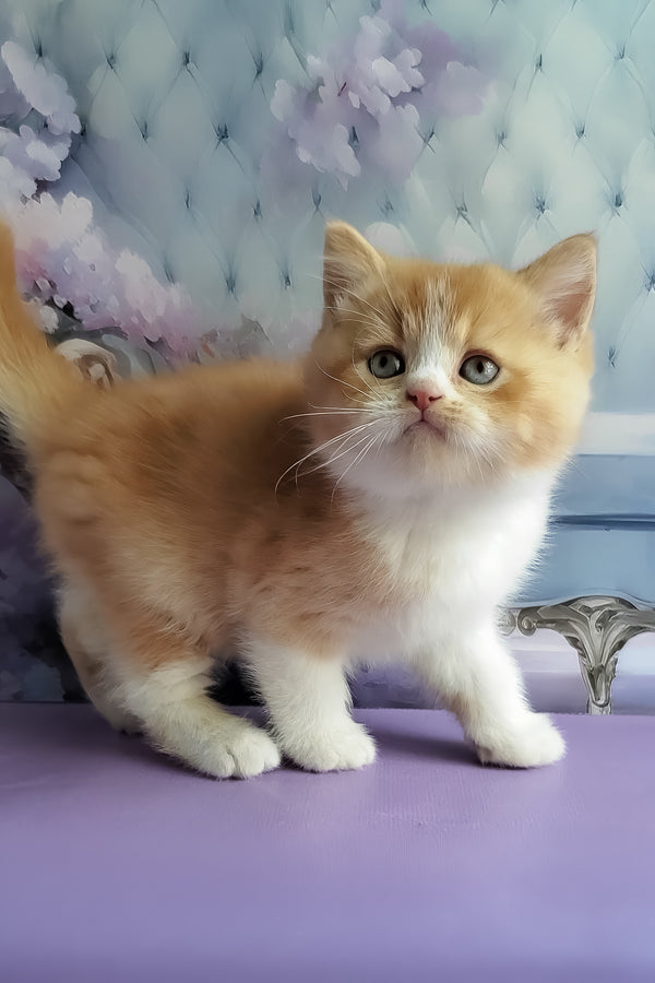 Unique | British Shorthair Kitten