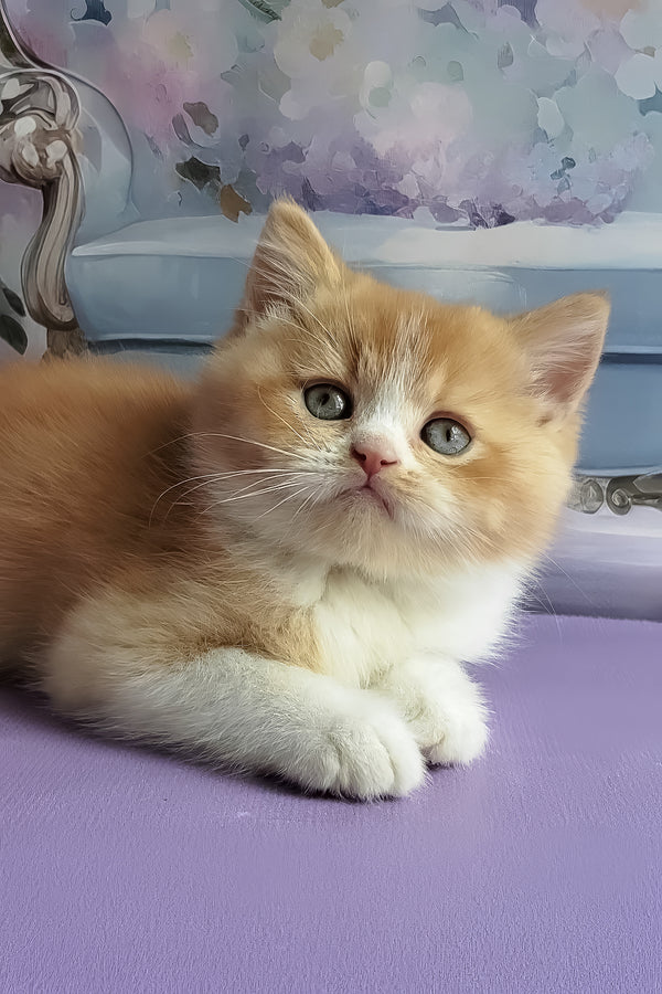 Unique | British Shorthair Kitten