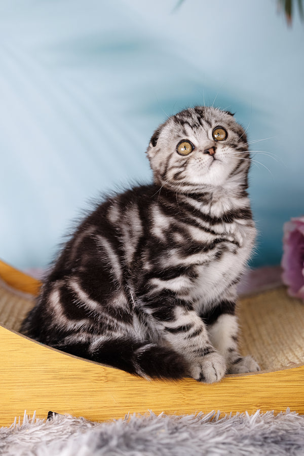 Uno | Scottish Fold Kitten