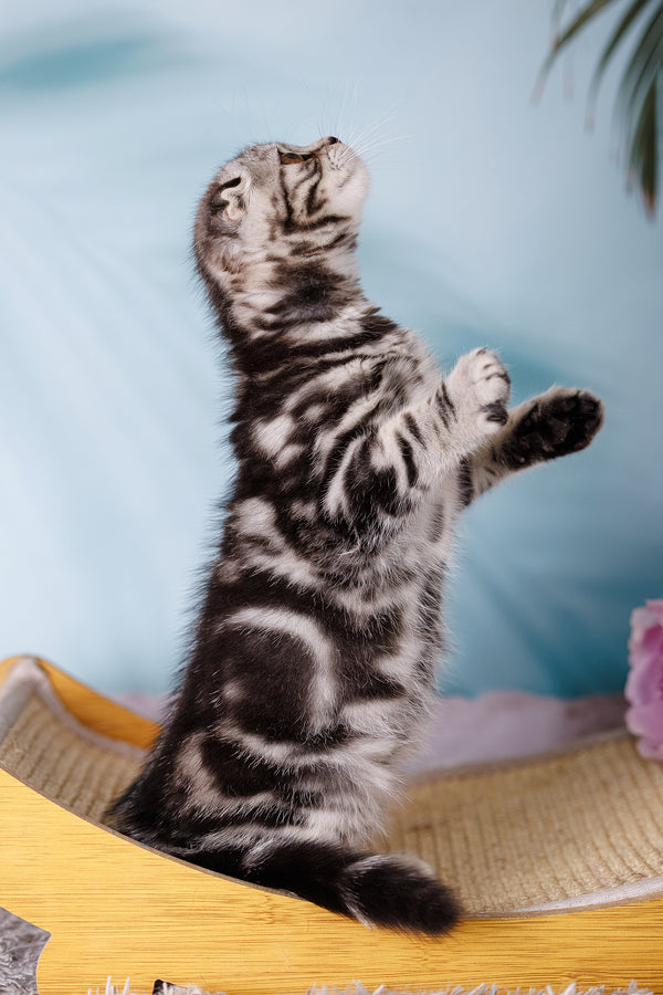 Uno | Scottish Fold Kitten