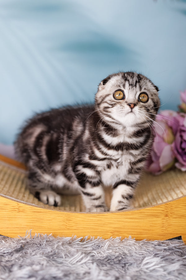 Uno | Scottish Fold Kitten