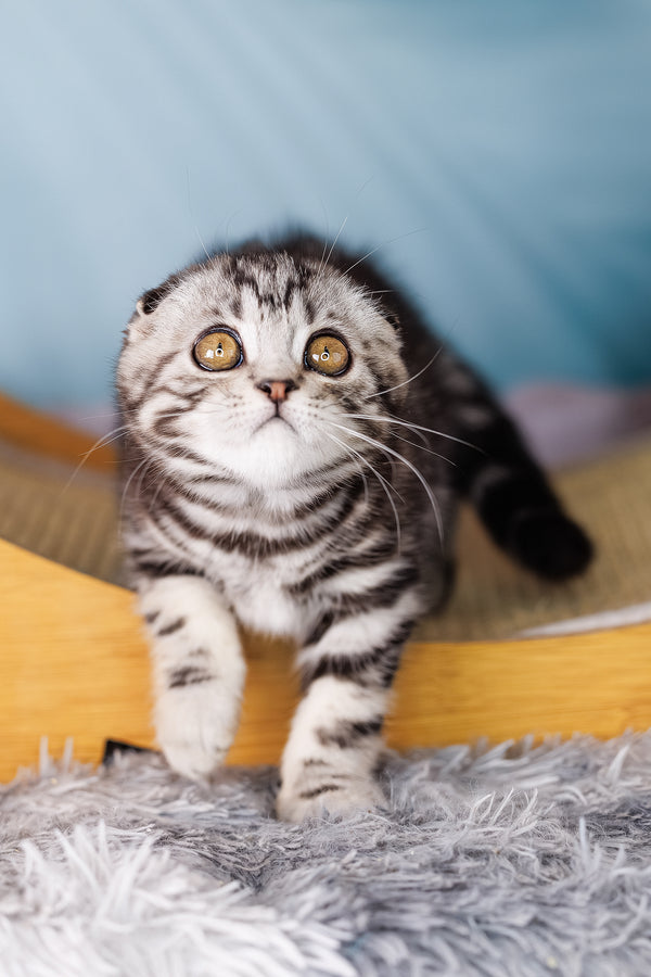 Uno | Scottish Fold Kitten