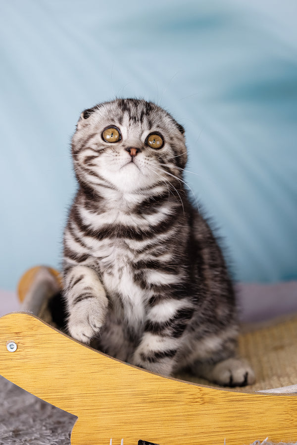 Uno | Scottish Fold Kitten